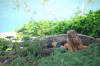 Roatan Iguanas