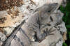 Roatan Iguanas