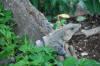 Roatan Iguanas