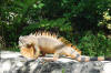 Roatan Iguana