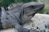 Roatan Iguana