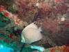 Grey Angelfish - Roatan Honduras