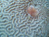 Brain Coral - Roatan Honduras