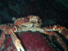 Crab Diving - Roatan Honduras