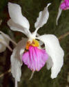 Orchids on the Island of Roatan, Honduras
