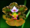 Orchids on the Island of Roatan, Honduras