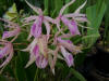 Orchids on the Island of Roatan, Honduras