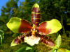 Orchids on the Island of Roatan, Honduras