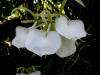Orchids on the Island of Roatan, Honduras