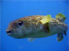 Porcupine Puffer Fish - Roatan Honduras