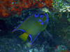 Queen Anglefish - Roatan Honduras