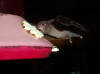 Bats at bird feeder - Roatan Honduras