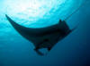 Scuba Diving Roatan
