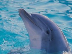 Roatan Dolphin Excursion