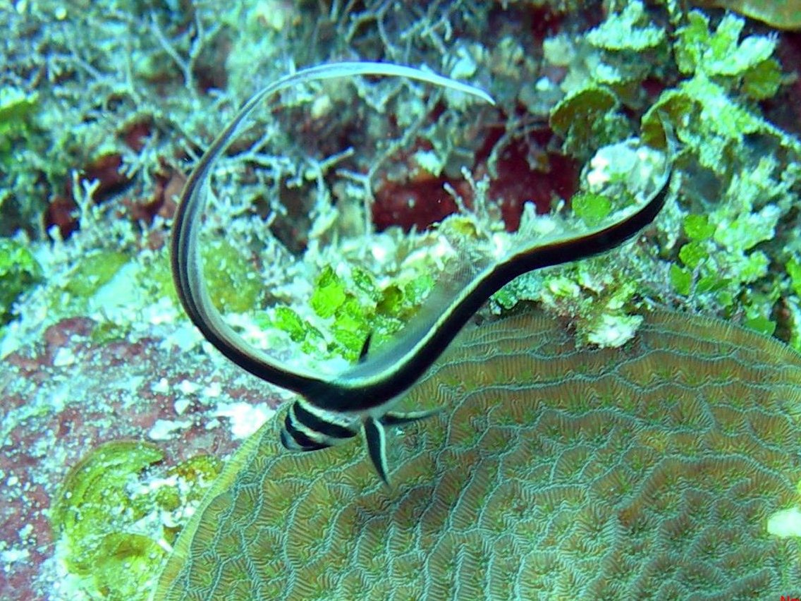 Roatan island culture
