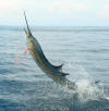 Roatan Fishing