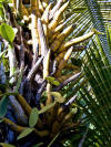 Orchids on the Island of Roatan, Honduras