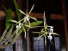 Orchids on the Island of Roatan, Honduras