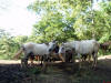 Horseback Riding Roatan Honduras