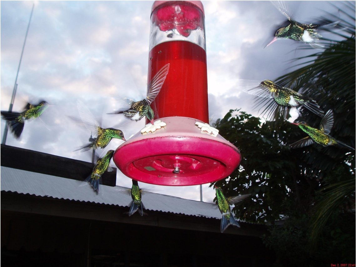 Roatan hummingbird