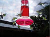 Hummingbirds - Roatan Honduras