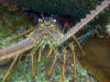 Lobster - Roatan Honduras