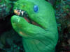Moral Eel Roatan Honduras