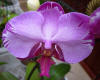Orchids on the Island of Roatan, Honduras