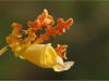 Orchids on the Island of Roatan, Honduras