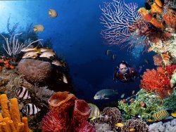 Roatan Scuba Excursion