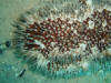 Unknown Creature - Roatan Honduras