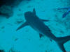 Shark Dive - Roatan Honduras