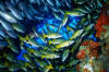 Roatan Scuba Diving Excursion