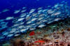 Scuba Diving Roatan