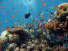 Scuba Roatan