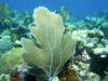 Sea Fan Roatan Honduras