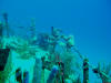 Ship Wreck Diving - Roatan Honduras